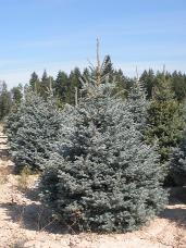 Colorado Spruce